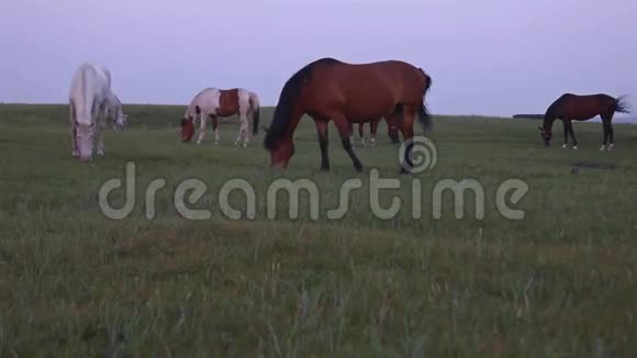 马在草原上格拉泽视频的预览图