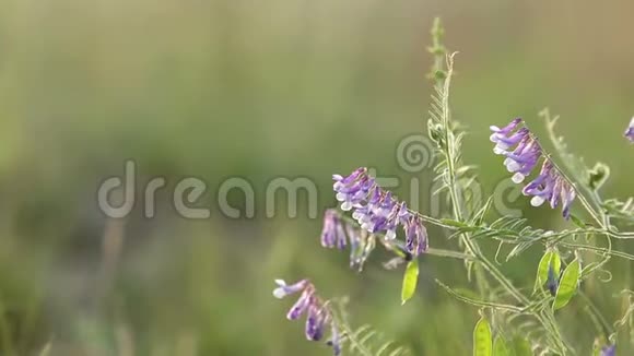 田野里盛开的花朵豌豆花开了日落背光小射浅深的场地视频的预览图