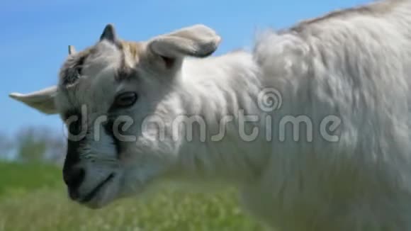 滑稽的山羊扭过头4k视频的预览图