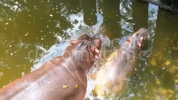 两只河马在KhaoKheow开放动物园的池塘里游泳泰国视频的预览图