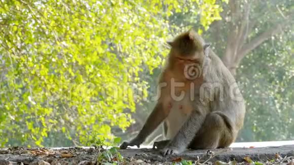 猴子坐在国家公园的路附近泰国视频的预览图