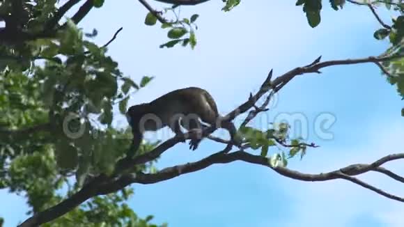 热带森林树枝上的小猴子关闭野生猴子坐在热带雨林的树枝上视频的预览图