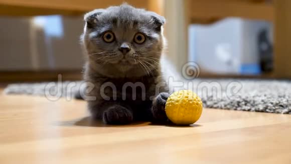 可爱可爱的苏格兰褶皱小猫玩黄色球视频的预览图