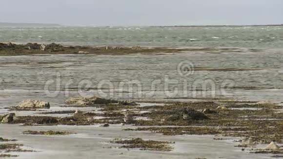 浅水和海藻的景观拍摄视频的预览图