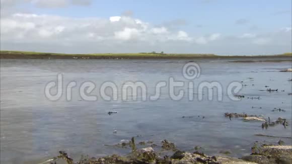 爱尔兰海岸上还有海草视频的预览图