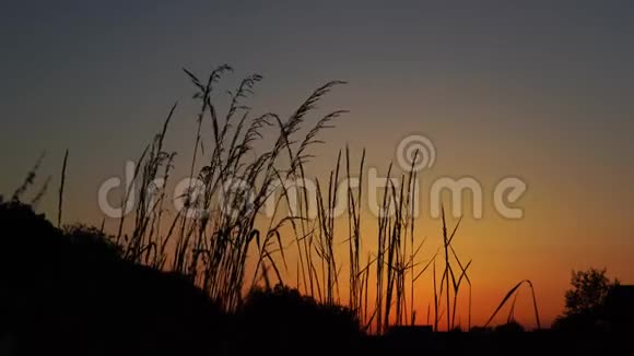 日落后的草地和橙色天空的轮廓视频的预览图