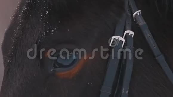 雪天一匹棕马的近景视频的预览图