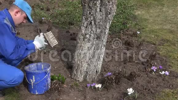 农夫在苹果果树附近的蓝桶里混合粉饰液视频的预览图