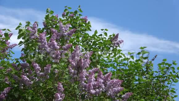 盛开的紫丁香映衬着天空视频的预览图