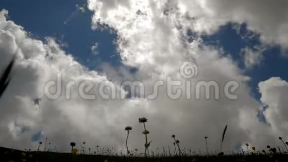 时光流逝草地上多云的天空蜜蜂坐在一朵花上广角视图视频的预览图