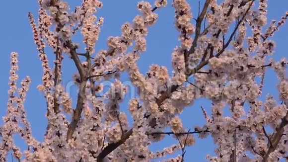 绽放的杏树背景视频的预览图