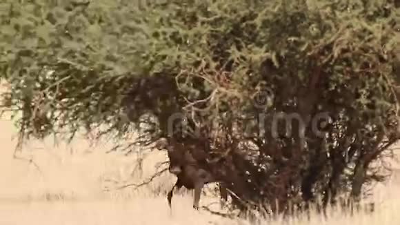 卡拉哈里沙漠的水牛视频的预览图