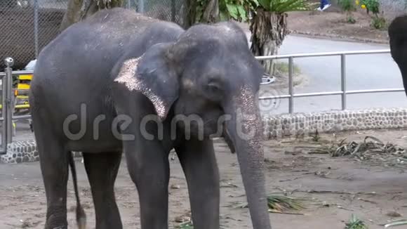 动物园里的大象用链子拴在脚上动作缓慢泰国亚洲视频的预览图