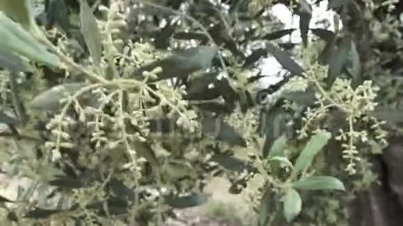 橄榄树枝风日视频的预览图