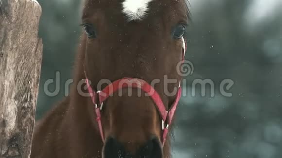 雪天红马的肖像视频的预览图