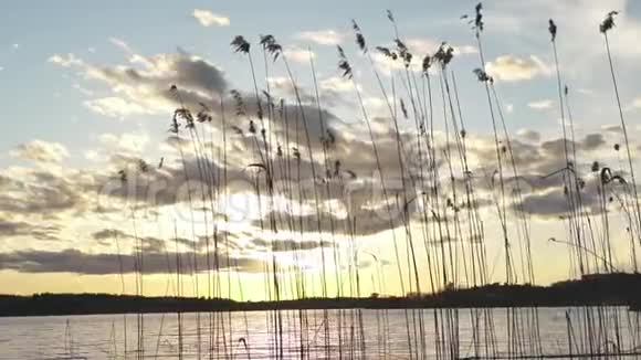 日落时分湖中金色芦苇在壮观的天空上剪影视频的预览图