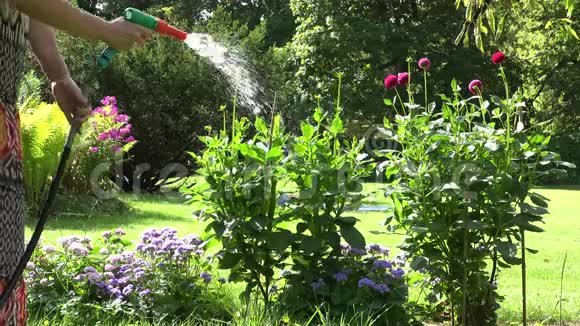 花商妇女穿着礼服用手喷雾器在花园里浇花4K视频的预览图