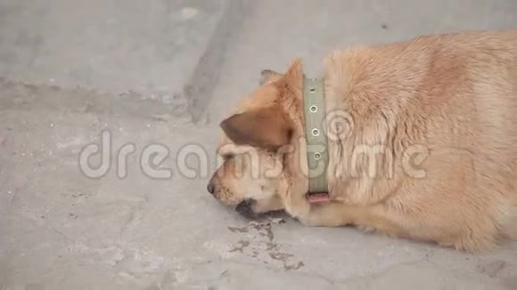 有趣的狗吃骨头视频的预览图