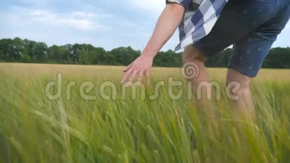 雄性的手在田里移动着小麦夏天绿粮草甸和人手臂抚摸种子盖盖视频的预览图