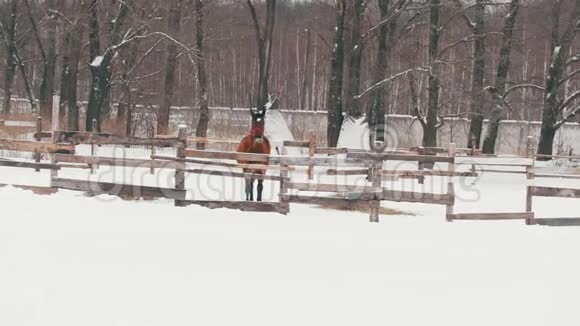 雪场上的红大母马视频的预览图