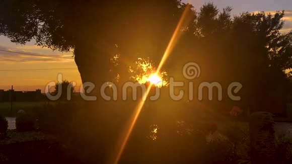 太阳落在橄榄树前阳光透过树枝视频的预览图