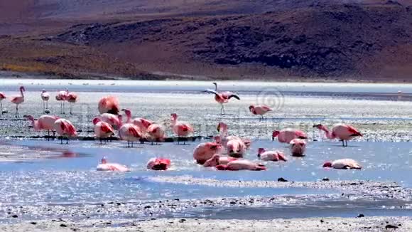 玻利维亚令人兴奋的泻湖上的粉红火烈鸟视频的预览图