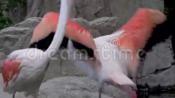 动物园里更多的火烈鸟视频的预览图