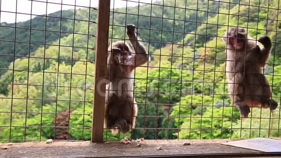 有趣的日本猴子视频的预览图
