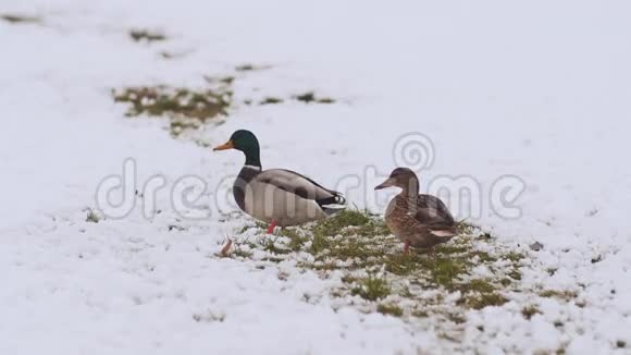 冬天两只鸭子在雪地上视频的预览图