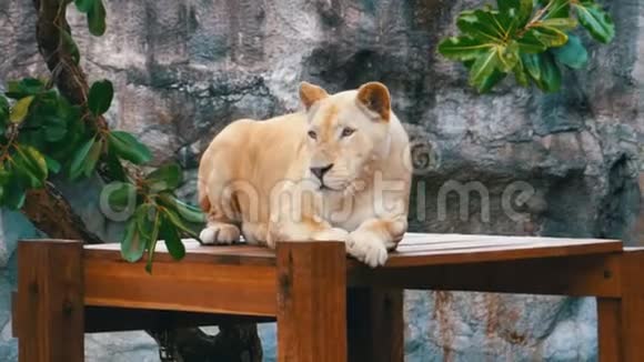 老虎躺在高河露天动物园的木桌上泰国视频的预览图