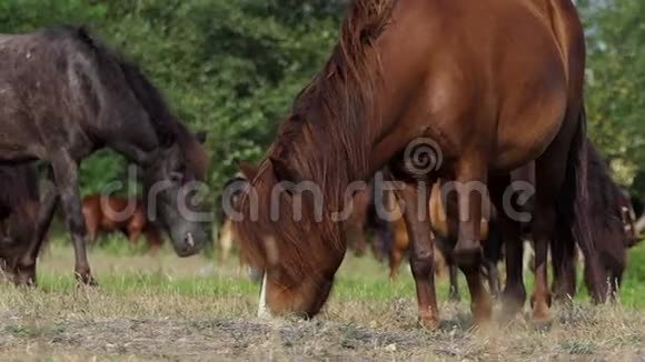 棕色和灰色的小马在邋遢的草坪上吃草视频的预览图