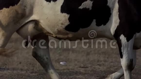 棕色和白色的奶牛有一个大的乳房在草坪上的斯洛文尼亚视频的预览图