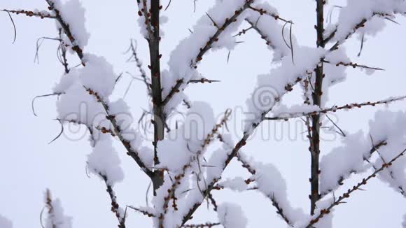 树枝上的雪冬季圣诞节背景视频的预览图