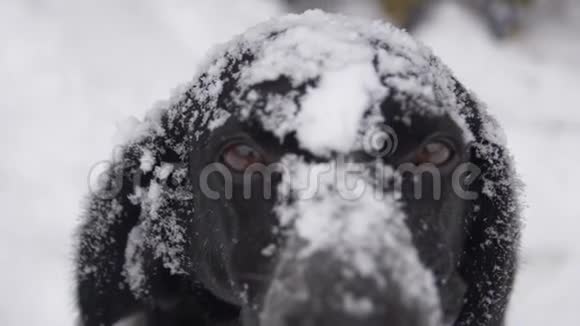 狗嘴在雪地里看着你视频的预览图