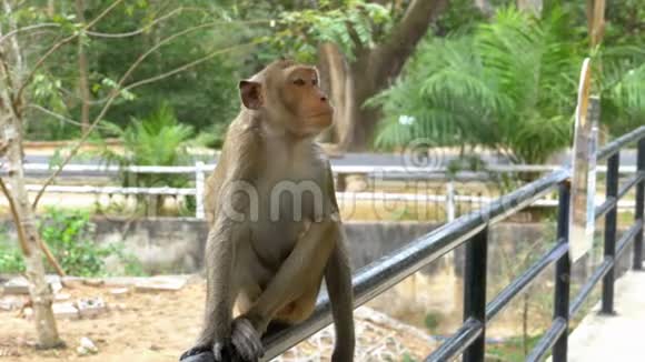 猴子坐在动物园围栏的栏杆上泰国视频的预览图