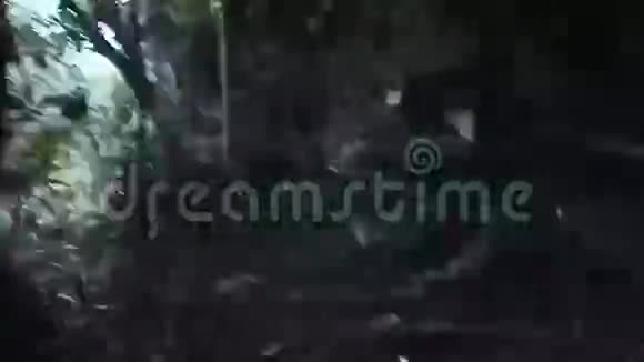 年轻女子在丛林中奔跑视频的预览图