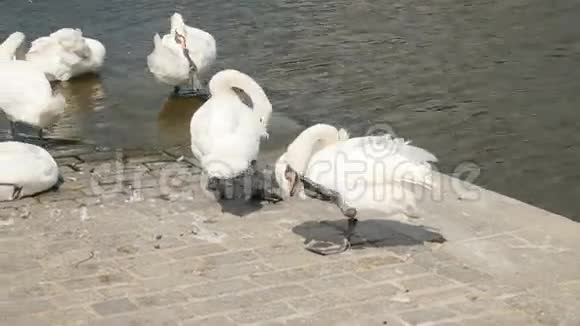 湖上美丽的白天鹅视频的预览图