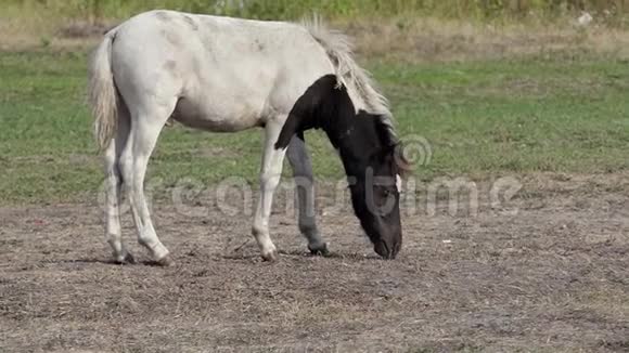 夏天在斯洛莫一匹小马在草坪上吃草视频的预览图