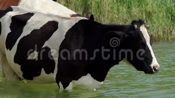 黑牛伸出舌头在懒懒的湖里喝水视频的预览图