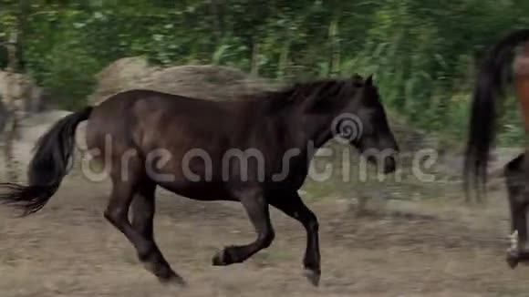一匹棕色的小马在一片草坪上在羊群中漫步视频的预览图