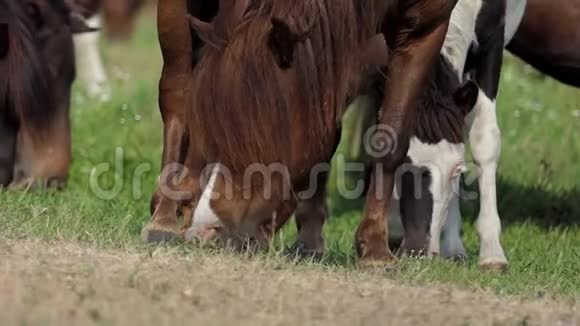 棕色和白色的小马在邋遢的草坪上吃草视频的预览图