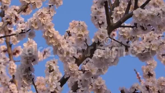 盛开的杏树背景视频的预览图