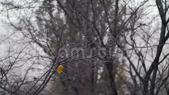 秋雪下最后一片叶子的光秃秃的树视频的预览图