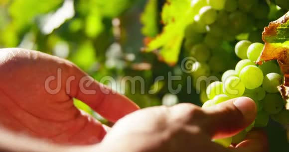 农民在收获季节检查葡萄的手视频的预览图