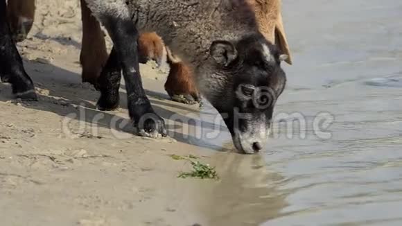 阳光明媚的一天两只羊在湖里喝水视频的预览图