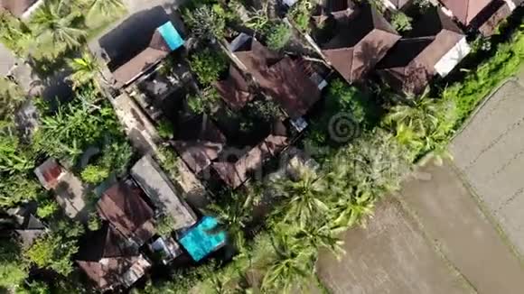 高清空中无人机镜头飞行在Ubud地区的稻田热带岛屿巴厘视频的预览图