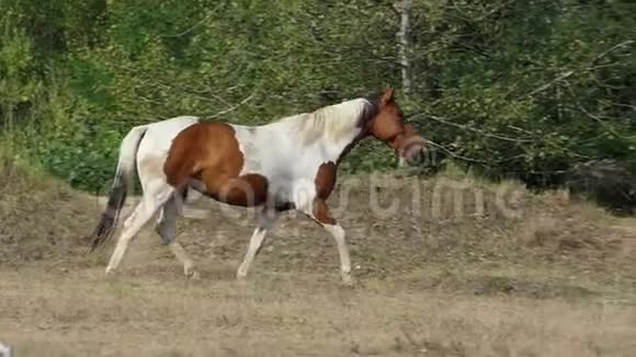 一匹白色和棕色的马跑在松树林里视频的预览图