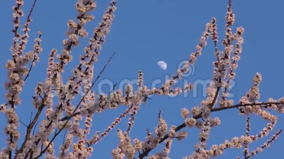 盛开的杏树背景视频的预览图