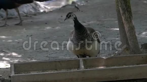一只黑白孔雀在斯洛莫的一个动物园里吃饲料中的谷物视频的预览图