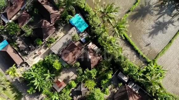 高清空中无人机镜头飞行在Ubud地区的稻田热带岛屿巴厘视频的预览图
